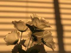 도트리아의 생존 일기.