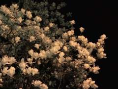 [전오수/컨티뉴얼] 꽃언덕의 시든 새 下