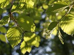 지팡이 목재: 너도밤나무(Beech)