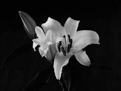 하나하키병 리아수현 썰