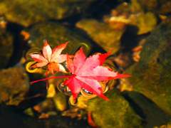 [옷토게] 침묵 세 글자