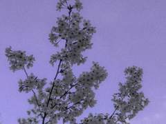 기다린 세월이 서럽고 서러워