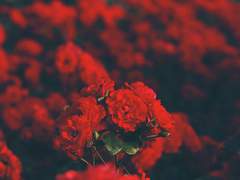 다자아쿠 / 지옥이 뱀처럼 입을 벌리고 웃었다.