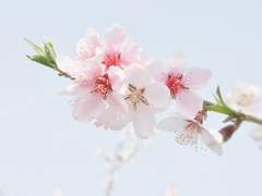 복사꽃이 흐드러지게 핀 교정에 당신이 있었다.