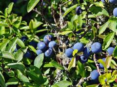 지팡이 목재: 가시자두나무(Blackthorn)