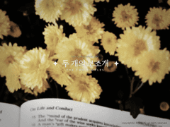 두 개의 보조개