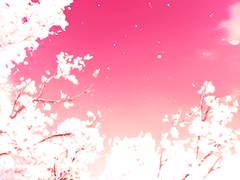 [쿠로코의 농구/쿠로바스/드림/아카시 세이주로] 꽃이 피는 계절