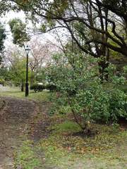 [앙스타] 미도치아