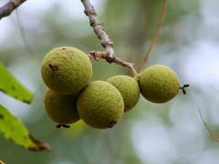 지팡이 목재: 흑호두나무(Black Walnut)