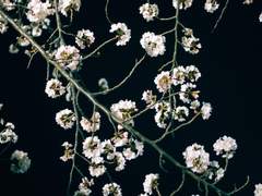 [카게츠키] 적과의 동침