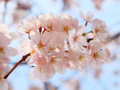 지팡이 목재: 벚나무(Cherry)