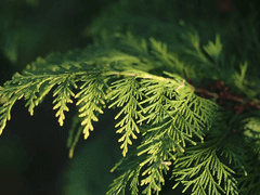 지팡이 목재: 사이프러스(Cypress)