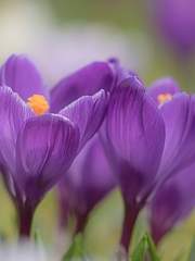 크로커스(난 당신을 기다리고 있었습니다)