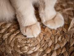 (염병할) 록시! 야옹하게!! 플레이 로그 백업