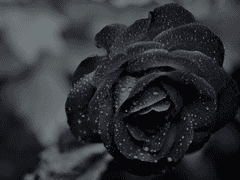 우리들의 운명적인 서약 #하나