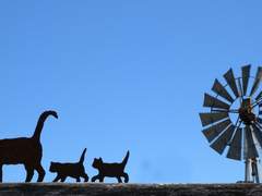 백망되/ 켈냥과 길고양이