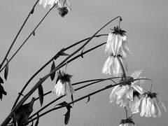 수상한 이웃집 - 인간의 운명.