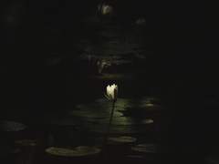 망연지가(望緣至歌)