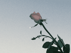 전해지지 않을 고백