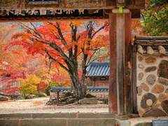 [단편] 다시 오지 못할 붉은 꽃잎의 밤(1)