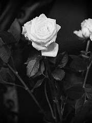 Kandor's dream 메인공지