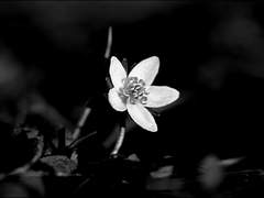 들꽃 같은 그대