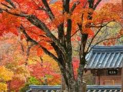 다시 오지 못할 붉은 꽃잎의 밤[2]