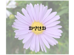 [캇데쿠토도] 화양연화(花樣年華) 2.