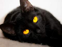 그러니까 이 고양이를 어떻게 만났냐면..