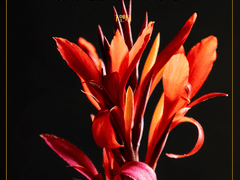 칸나_ 행복한 종말