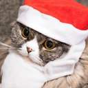 효소*(੭*ˊᵕˋ)੭*ଘ