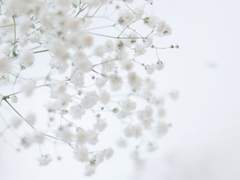 별이 된 그대에게