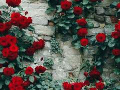 [해은] 캔디야 3