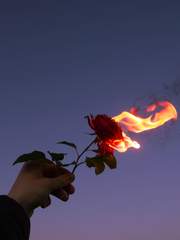 꽃이 아닌 불꽃으로