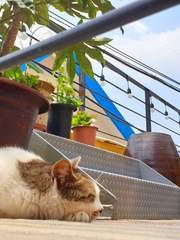 길바닥 보헤미안