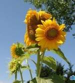 영원한7일의도시