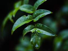 [후궁계약/자서예서] 散花(산화)