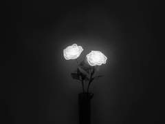 흑백 감성 꽃 배경화면