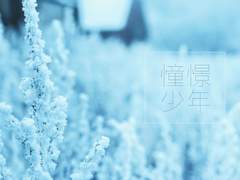 [후루사와] 憧憬少年