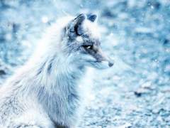 아그네시아의 여우