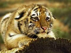 아기 호랑이 부생이의 순애보 5