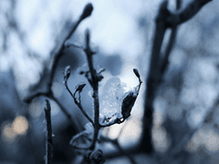 화이트 크리스마스