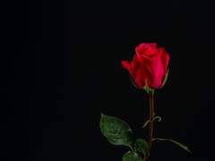 장미보다 붉은 것