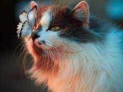 길에서 만난 그 고양이는 츄르를 싫어했다. (438字)