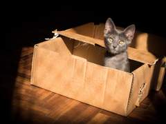 [10분] 상자 안의 친구