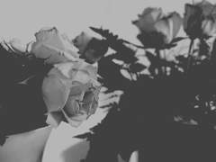 [뷔민] 동경 소년