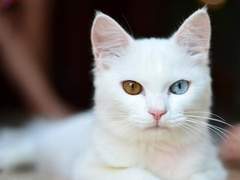 생각보다 더 성숙한 야옹이