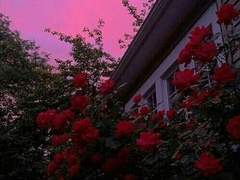 디안셰인관계성