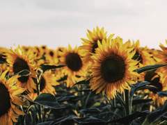 달 조각을 주우러 숲으로 가자