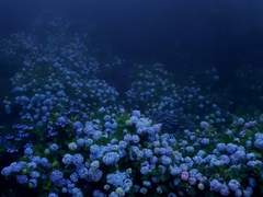 이클페페 느와르 au